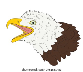 Portrait of the head of a bald eagle in isolate on a white background. Vector illustration.
