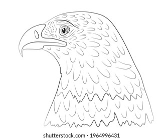 Portrait of the head of a bald eagle in profile in isolate on a white background. Vector illustration.