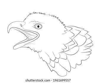 Portrait of the head of a bald eagled isolate on a white background. Vector illustration.