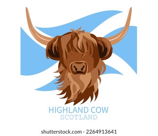 Portrait of Highland cattle, cow. Cute head of Scottish cattle  with Scottish flag isolated on white background. Vector illustration.