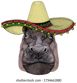 Portrait of hippopotamus, hippo. Sombrero mexican hat. Wild african animal.