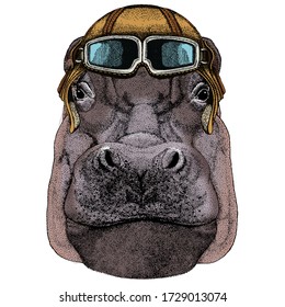 Portrait of hippopotamus, hippo. Wild african animal. Vintage aviator helmet with googles.