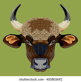 Portrait of a horned bull