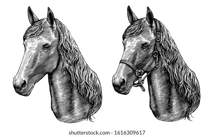 Portrait of a horse in a bridle and without. Design set. Art detailed editable illustration. Vector vintage engraving. Isolated on white background. 8 EPS