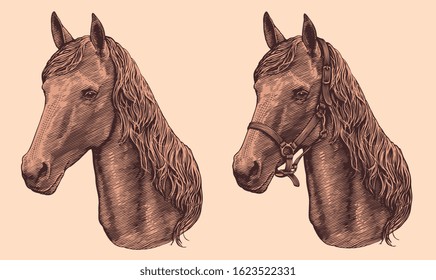 Portrait of a horse in a bridle and without. Design set. Art detailed editable illustration. Vector vintage engraving. Isolated on light background. 8 EPS