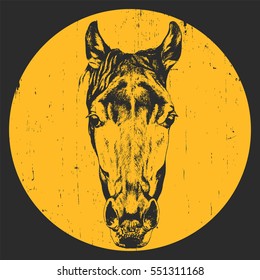 Portrait of Horse. Hand drawn illustration. Vector