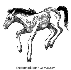 portrait of a horse illustration, with crosshatching technique.  suitable to be used as a logo, t-shirt design, etc.