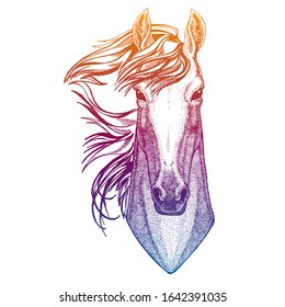 Portrait of horse. Vector animal head. Symbol of sport cometition, farm, exhibition.