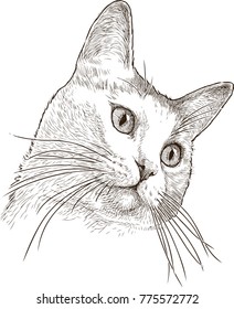 portrait of a house cat
