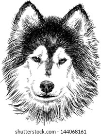 portrait of husky