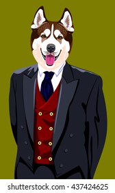 Portrait of a Husky dog in a man's business suit