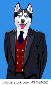 Portrait of a Husky dog in a man's business suit