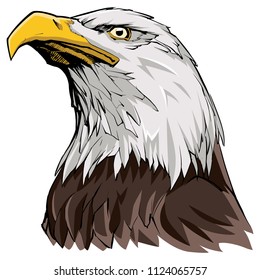 Portrait illustration of North American Bald Eagle.