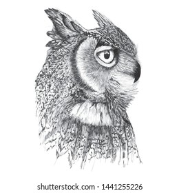 
portrait image of owl in profile in gray