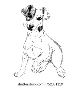 Portrait of Jack russel terrier dog. Vector engraved art. Friendly smilling puppy isolated on white background. Pet shelter, flyer, poster, clothing prints. Sketched poster.