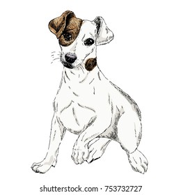 Portrait of Jack russel terrier dog. Vector colored engraved art. Friendly smilling puppy isolated on white background. Pet shelter, flyer, poster, clothing prints. Sketched poster.