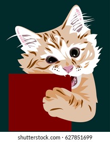 Portrait of a kitten gnawing a square