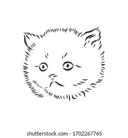 portrait of a kitten, pet, vector sketch illustration