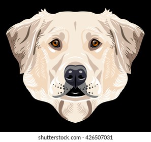 Portrait of a labrador dog breed