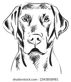 Portrait of a Labrador dog. Vector image.