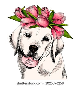 Portrait of labrador retriever dog with egg and tulip crown. Happy Easter. Hand drawn colored vector illustration. Engraved detailed art. Easter greeting card, poster, banner, flyer, advertisement