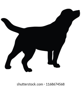 Portrait Labrador Retriever Vector Illustration Isolated Stock Vector ...