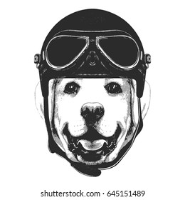 Portrait of Labrador with Vintage Helmet. Vector