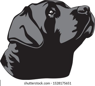 portrait of a labradors dog head