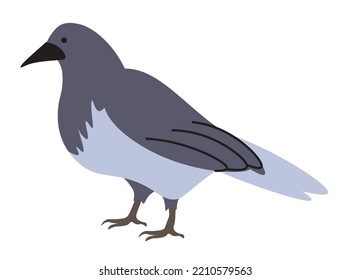 Portrait of large bird with glossy black plumage. Isolated crow profile, forest and woods animals and avian creatures with a raucous voice. Dwellers of parks and cities, Vector in flat style