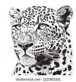 Portrait of a leopard sketch hand drawn engraved style Vector illustration.