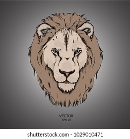 Portrait of a lion. Can be used for printing on T-shirts, flyers and stuff. Vector illustration