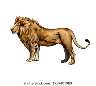 Portrait of a lion from a splash of watercolor, hand drawn sketch. Vector illustration of paints