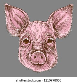 The portrait of a little pig, sign of the year 2019. Hand-drawn vector illustration of a realistic animal head.