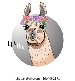 Portrait of a llama in a floral wreath on his head. Animal in a round frame. Llama - black and white inscription. Humorous print for t-shirts, bags, pillows. Hand made ink drawing. Vector illustration