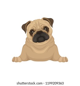 Portrait of lying pug puppy, front view. Small dog with beige coat, adorable wrinkled muzzle and shiny eyes. Flat vector design