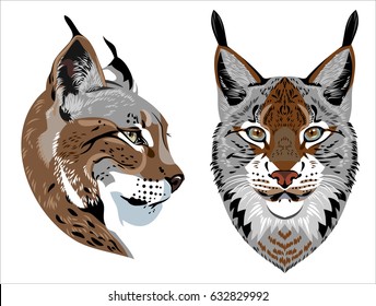 Portrait Lynx Facet and profile