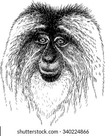 portrait of the macaque
