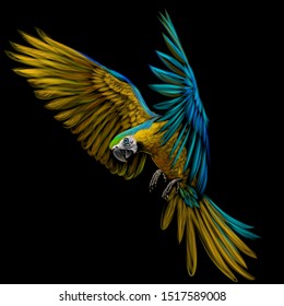 
Portrait of a macaw parrot in flight. Color image of a blue-yellow macaw parrot on a black background.