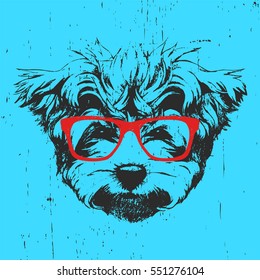 Portrait of Maltese Poodle with glasses. Hand drawn illustration. Vector.