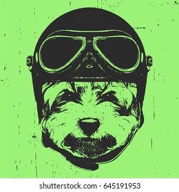 Portrait of Maltese Poodle with Vintage Helmet. Vector