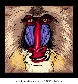 Portrait of a mandrill primate - vector illustration