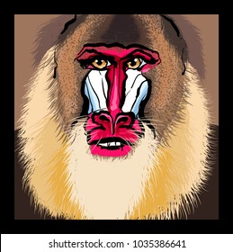 Portrait of a mandrill primate - vector illustration