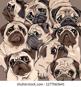 Portrait of many pugs. Composition in sepia Art style. Humor card, t-shirt composition, hand drawn style print. Vector illustration.