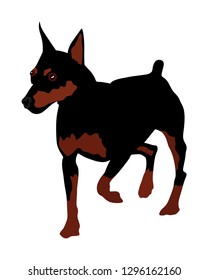 Portrait of miniature Pincher vector illustration isolated. Small pincher dog. Manchester terrier. Beware of dog. Little puppy.