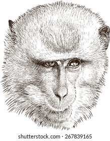 portrait of monkey