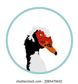 Portrait of muscovy duck head or musky duck, cairina moschata. Duck vector male isolated on white background. Farm animal. Mail of domestic bird.