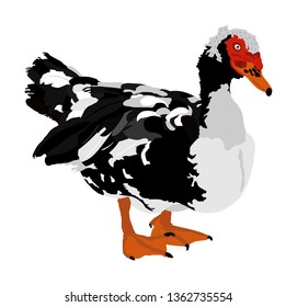 Portrait of muscovy ducks or musky duck, cairina moschata. Duck vector male isolated on white background. Farm animal. Mail of domestic bird. Duck illustration.