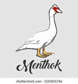 Portrait of muscovy ducks or musky duck, cairina moschata. Duck vector male isolated on white background. Farm animal. Mail of domestic bird