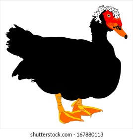 Portrait of muscovy ducks or musky duck, cairina moschata. Duck vector male isolated on white background. 