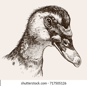 portrait of a musky duck